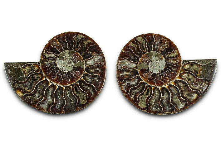 Cut & Polished Ammonite Fossil - Madagascar #377539